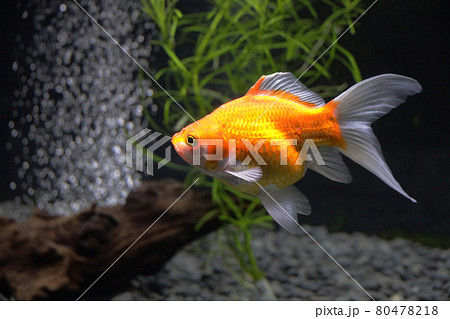 金魚 玉サバ 金魚 玉サバ 80478218