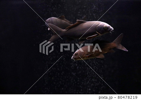 ブラックコメット金魚 80478219