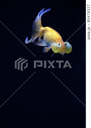 水泡眼　金魚 80478327