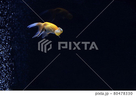 水泡眼 金魚 水泡眼 金魚 80478330