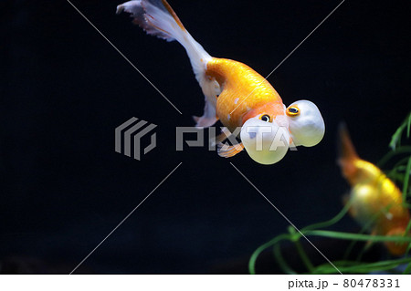 水泡眼 金魚の写真素材