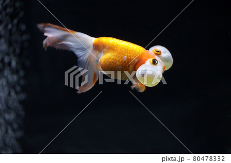 水泡眼　金魚 80478332