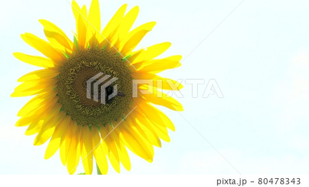 太陽のヒマワリ 太陽のヒマワリ 80478343