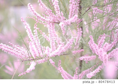 道端に咲く淡いピンクの小さな花が咲くきれいな植物の写真素材