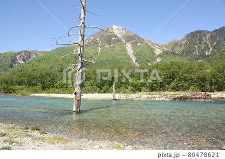 信州上高地、春の新緑に包まれた上高地の大正池と背景に見える焼岳 80478621