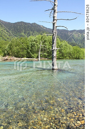 信州上高地、春の新緑に包まれ清らかな水をたたえる大正池 80478626