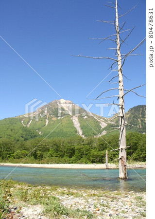 信州上高地、春の新緑に包まれた上高地の大正池と背景に見える焼岳 80478631