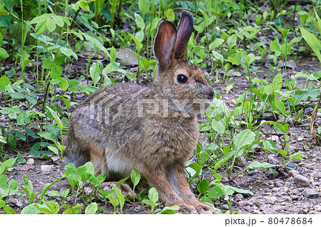 Closeup of a wild rabbit sitting alert Closeup of a wild rabbit sitting alert 80478684
