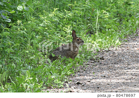 A rabbit sits at the side of a road in grass A rabbit sits at the side of a road in grass 80478697
