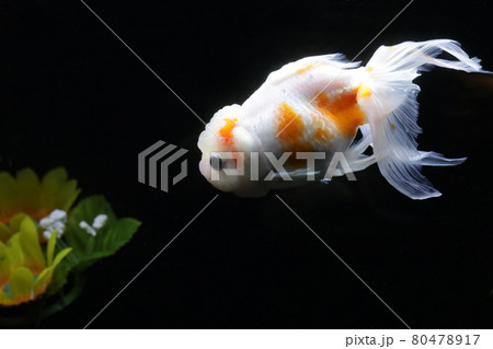 桜錦 金魚の写真素材