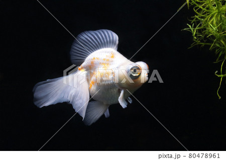 蝶尾 金魚 蝶尾 金魚 80478961