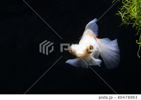 蝶尾　金魚 80478963