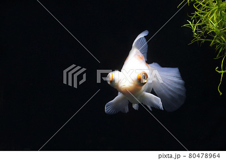 蝶尾　金魚 80478964