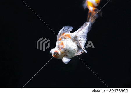 蝶尾 金魚 蝶尾 金魚 80478966