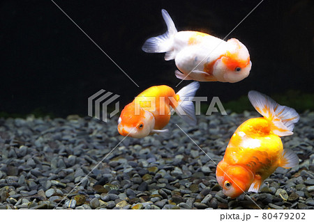 桜錦 金魚 桜錦 金魚 80479202