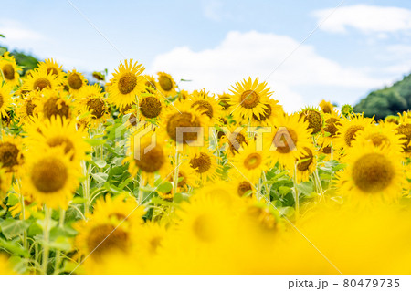 夏の志摩観光農園 ひまわり畑 夏の志摩観光農園 ひまわり畑 80479735