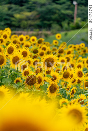 夏の志摩観光農園 ひまわり畑 夏の志摩観光農園 ひまわり畑 80479741