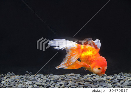 オランダ 金魚 オランダ 金魚 80479817