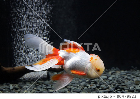 オランダ　金魚 80479823