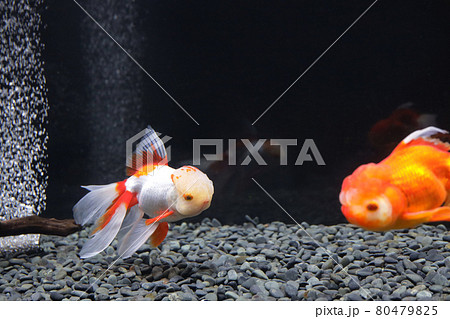 オランダ 金魚 オランダ 金魚 80479825