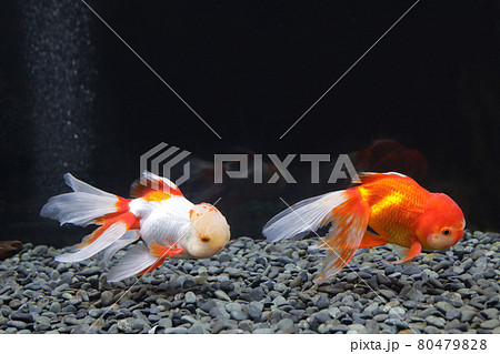 オランダシシガシラ 金魚の写真素材 オランダシシガシラ 金魚の写真素材