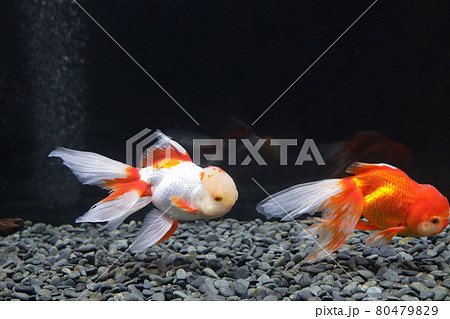 オランダシシガシラ　金魚 80479829