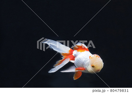 オランダ 金魚 オランダ 金魚 80479831
