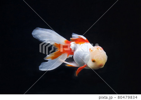 オランダシシガシラ 金魚 オランダシシガシラ 金魚 80479834