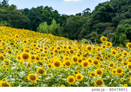 夏の志摩観光農園　ひまわり畑 80479851