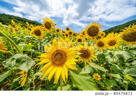 夏の志摩観光農園　ひまわり畑 80479872
