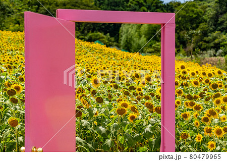 夏の志摩観光農園　ひまわり畑 80479965