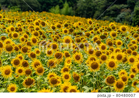 夏の志摩観光農園　ひまわり畑 80480007