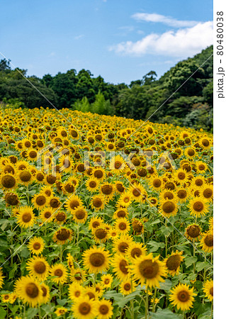 夏の志摩観光農園　ひまわり畑 80480038