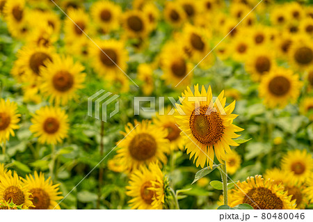 夏の志摩観光農園　ひまわり畑 80480046