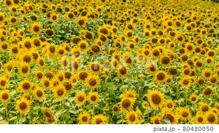 夏の志摩観光農園　ひまわり畑 80480050