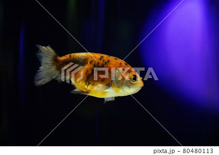 江戸錦 金魚 江戸錦 金魚 80480113