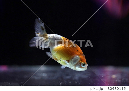 江戸錦　金魚 80480116