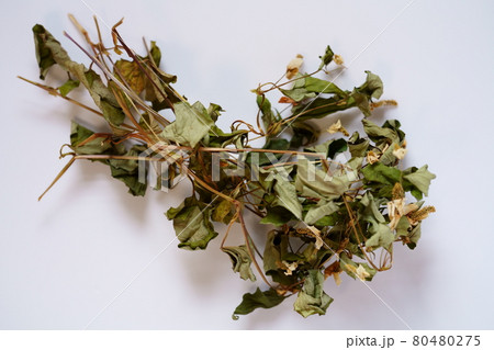 乾燥したドクダミの花と葉　ドクダミ茶 80480275
