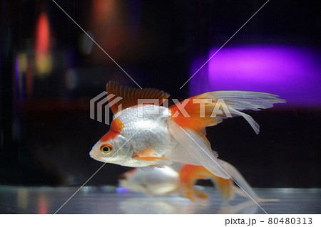 ピンポンパール 金魚の写真素材