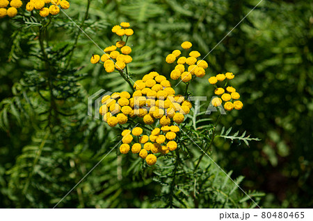ヨモギギク（蓬菊）　別名：タンジー　学名：Tanacetum vulgare　精油原料　東京、7月 80480465