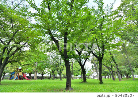 東綾瀬公園 児童コーナー周辺(東京都足立区)【2021.7】 80480507