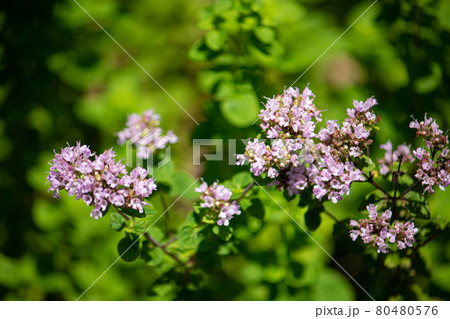 ハナハッカ　別名：オレガノ（oregano）　Origanum vulgare、日本の東京で撮影、7 80480576