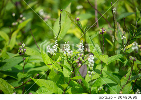 ヒロハセネガの花　生薬名　セネガ Polygala senega var.latifolia 80480699