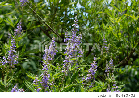 セイヨウニンジンボク（Vitex agnus-castus）別名：イタリアニンジンボク、チェストツリ 80480703