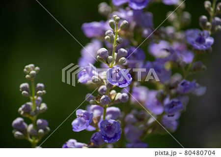 セイヨウニンジンボク（Vitex agnus-castus）別名：イタリアニンジンボク、チェストツリ 80480704