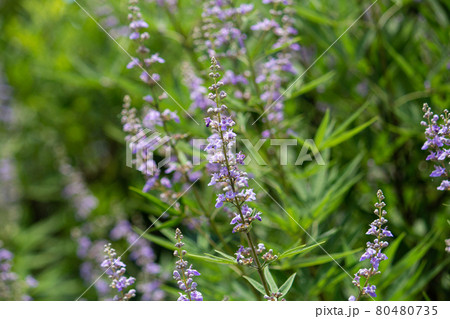 セイヨウニンジンボク(Vitex agnus-castus)別名:イタリアニンジンボク、チェストツリ セイヨウニンジンボク(Vitex agnus-castus)別名:イタリアニンジンボク、チェストツリ 80480735