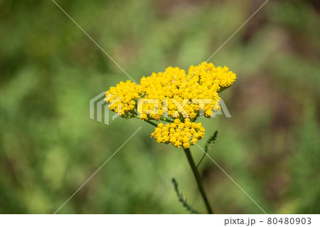 キバナノコギリソウ 　別名：ヤローイエロー【学名：Achillea filipendulina】 80480903