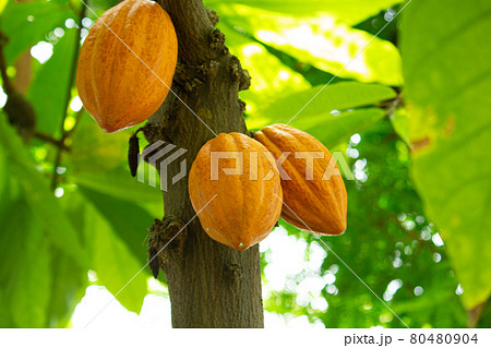 カカオの実（チョコレートの原料） 80480904