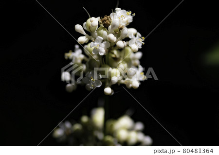 笹の花 笹の花 80481364