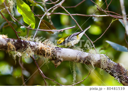 素早い動きを見せるノドグロアメリカムシクイ 素早い動きを見せるノドグロアメリカムシクイ 80481539